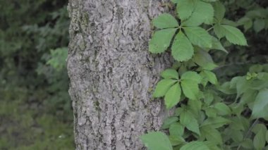 Üzüm yapraklarıyla ağaç kabuğu.