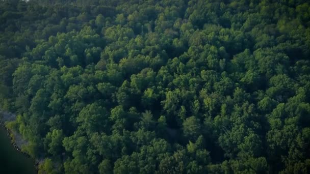 Αεροφωτογραφία Του Δάσους Τσιμπούρι Κοντά Μια Λίμνη Μπορεί Χρησιμοποιηθεί Φόντο — Αρχείο Βίντεο