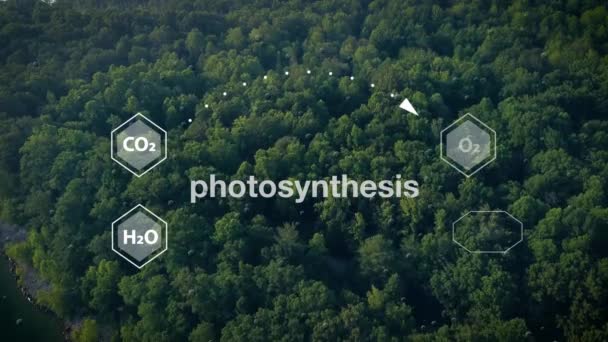 Fotosyntesprocess Avbildad Med Kemiska Symboler Som Ritats Över Skogsbilder — Stockvideo