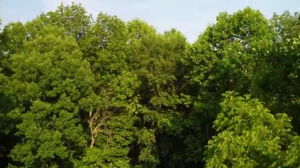 近くの湖を示す高い角度の視点に向かって木々の間からドローンが離陸しています — ストック動画