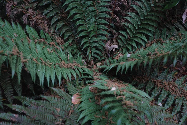 Eğreltiotu Yaprağı Arkaplanını Kapat — Stok fotoğraf