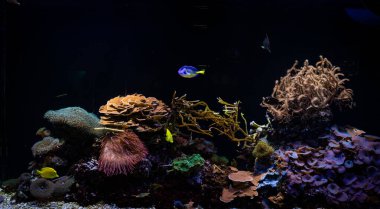 Akvaryumdaki renkli balık ve mercanlar