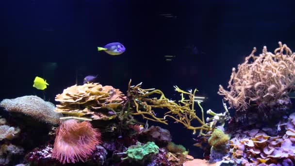 Färgglada Fiskar Och Koraller Akvarium — Stockvideo