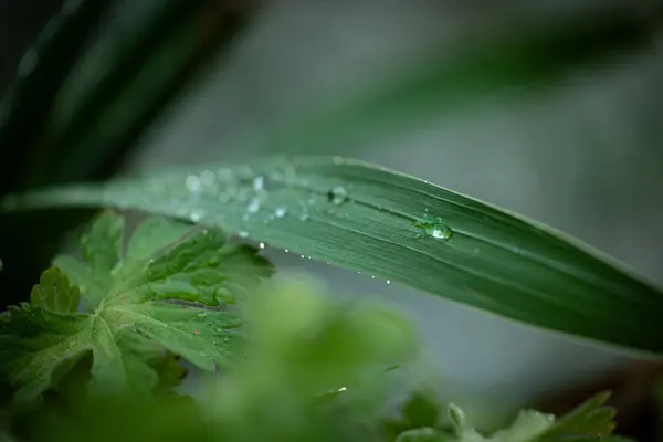 Зеленое Растение Капли Росы — стоковое фото