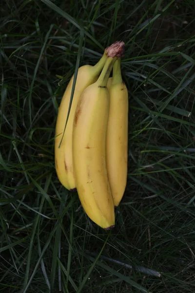 黄香蕉放在草坪上 — 图库照片
