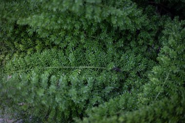 arka planı yeşil çimen yaprakları