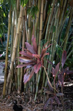 Yaratıcı bir arka plan. Dışarıdaki güzel çiçeklerin yakın görüntüsü.