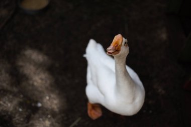 Kafasından kahverengi gagalı beyaz bir kaz.