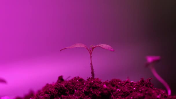 Biociência Uma Planta Que Cresce Sob Luz Roxa — Vídeo de Stock