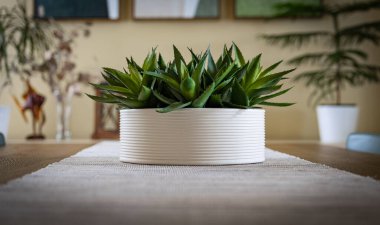 Beyaz seramik tenceresi olan bir bitkinin yakın plan fotoğrafı.