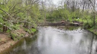 Nehir ve orman parktaki bir köprüden görüldüğü gibi..