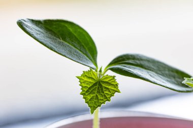 Taze yeşil bir salatalık tohumu yaprağına yaklaş.