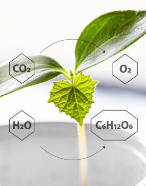 Beyaz arkaplandaki bitkinin kimyasal formülü