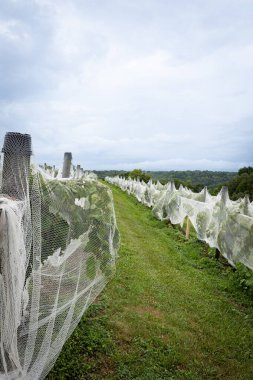 Beyaz üzüm tarlasında kumaş örgüsü