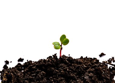 Toprağı beyaz arkaplanda izole edilmiş bitki