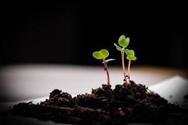 Siyah arka planda topraktan büyüyen genç bitkiler. ekoloji, çevre kavramı.