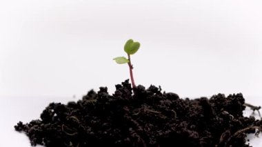 Yerdeki küçük yeşil filiz beyaz arkaplanda izole..