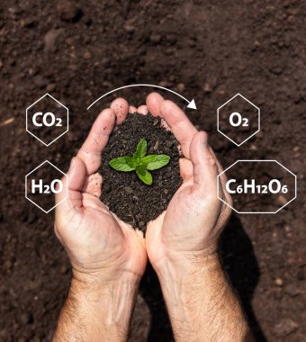 Toprakla el ele tutuşan bitki.