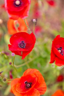 Yazın bahçede kırmızı gelincik çiçekleri