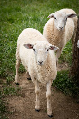 Çiftlikteki beyaz koyun