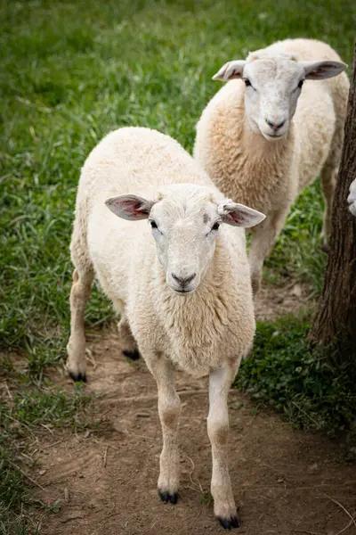 Çiftlikteki beyaz koyun