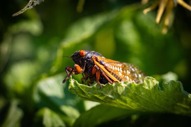 Yaprağın üzerindeki ağustos böceğinin yakın çekimi.