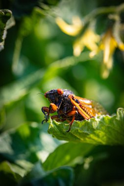 Bahçede yaprak üstüne kırmızı böcek