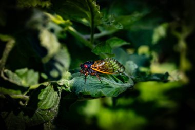 Doğadaki böceğin yakın görüntüsü