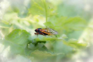 Doğadaki böceğin yakın görüntüsü