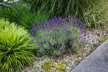 Lavanta çiçekleri ve bahçe