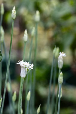 Bahçedeki beyaz zambak çiçekleri