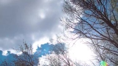 Looking up toptrees the blue sky timelapse. Azure sky and bright clouds in daytime is beautiful. Branch of tree looking up at spring time