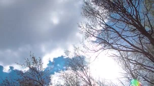 木々の上を青い空のタイムラプスを見上げます 昼間はAzureの空と明るい雲が綺麗です 春を見上げた木の枝 — ストック動画