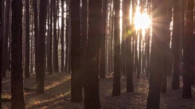 Ağaçlar timelapse parlayan güneş son çam ormanı. Sonbahar, güneş ışık ışınları