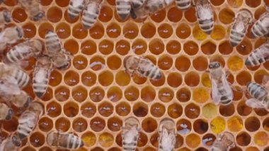 Bees working on honey cells in beehive. Close up macro view. Swarm on frame from hive top view