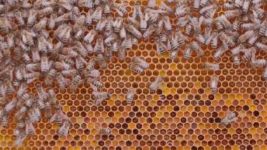 Many bees working on honey cells in beehive. Close up macro view. Swarm on frame from hive top view background