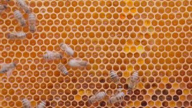 Bees working on orange honey cells in beehive. Close up macro view. Swarm on frame from hive top view