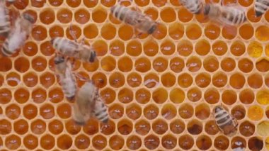 Bees working on honey cells in beehive. Close up macro view. Swarm on frame from hive top view. Nature background
