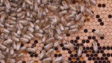 Bees working on honey cells in beehive with larvas. Close up macro view. Swarm on frame from hive top view