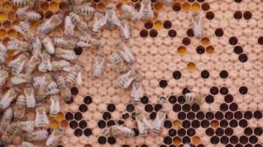 Bees working on honey cells in beehive. Close up macro view. Swarm on frame from hive top view with larvas