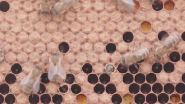Bees working on honey cells in beehive with larvas. Close up macro. Swarm on frame from hive top view with white smoke