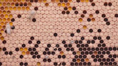 Bees working on honey cells in beehive with larvas. Close up macro view. Swarm on frame from hive top view with smoke