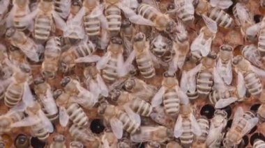 Crowd of bees working on honey cells in beehive. Close up macro view. Swarm on frame from hive top view