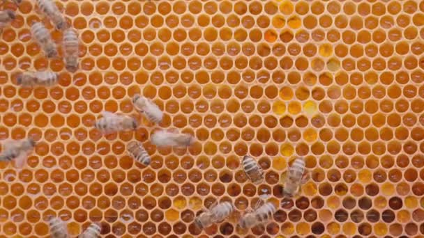 Lebah Yang Bekerja Pada Sel Madu Oranye Sarang Lebah Tutup — Stok Video