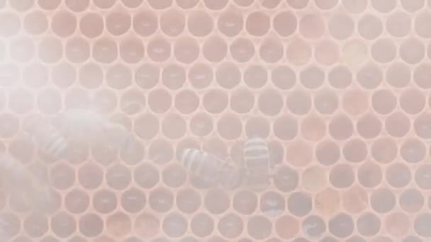 Пчёлы Работают Над Медовыми Клетками Улье Закрыть Вид Макрос Рой — стоковое видео