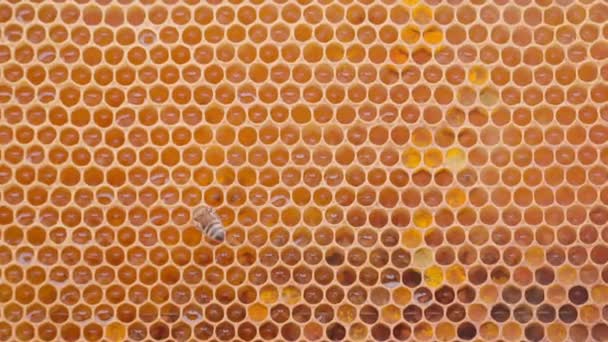 Бджоли Працюють Медових Клітинах Вулику Білим Димом Крупним Планом Макропогляд — стокове відео