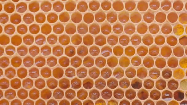 Μελισσοκομικά Κύτταρα Και Καπνός Στην Κυψέλη Κλείσιμο Μακροσκοπικής Προβολής Σμήνος — Αρχείο Βίντεο