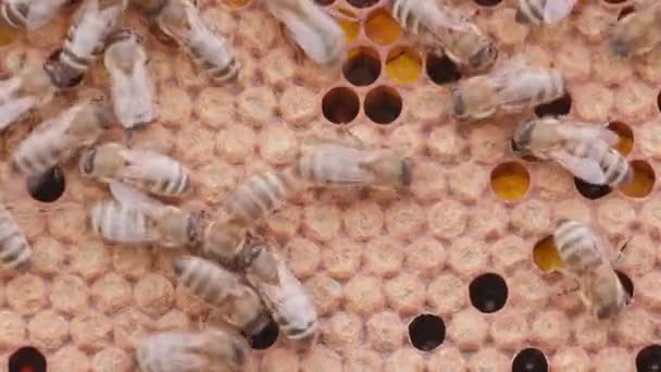 Lebah Yang Bekerja Pada Sel Madu Sarang Lebah Dengan Larva — Stok Video