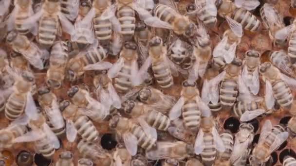 Crowd Bees Working Honey Cells Beehive Close Macro View Swarm — Stock videók