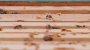 Close up view of the opened hive body showing the frames populated by honey bees. Focus changing. Bee mooving on top